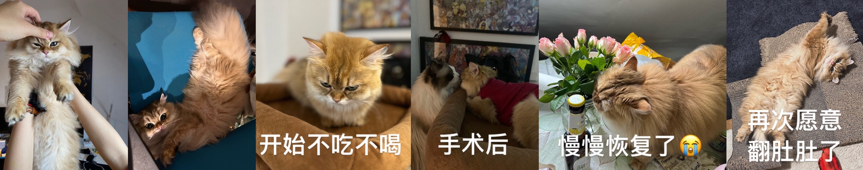 oak生病